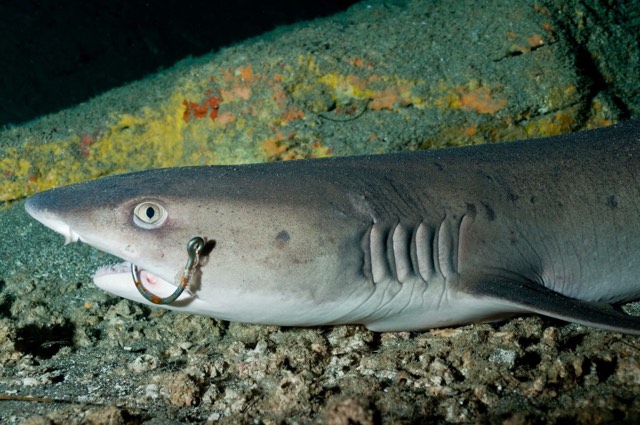 28308941_1699101446836403_1237514072_n[1]